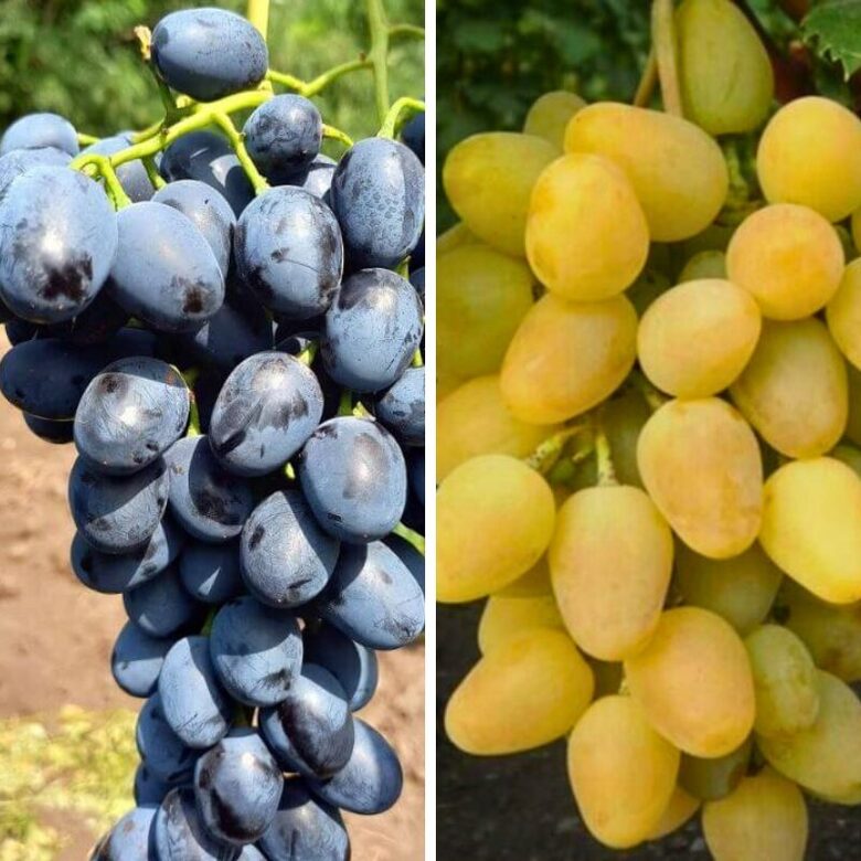 Vynuogių rinkinys MONARCH IR ANTRACIT